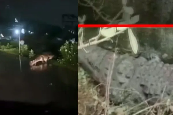  'Ivan Avan Illa' - a crocodile caught in the eye