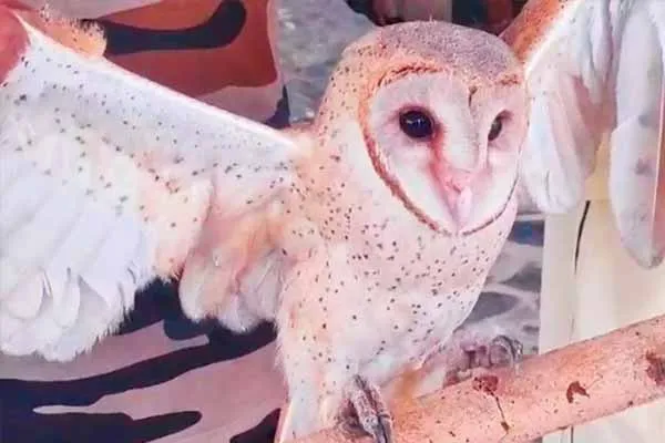 A rare species of owl in Sathyamangalam