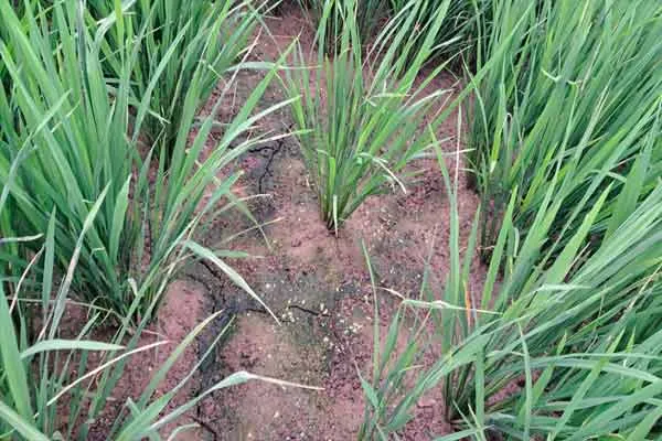 Samba rice crop suffering from lack of water; Farmers expect to open additional water