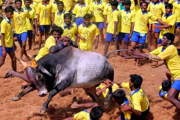  Booking Date for Jallikattu Competition; Notification of District Collector