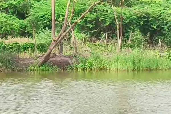 The dog that chased the crocodile; A scared crocodile got into the water