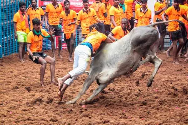 'Jallikattu has been done without any discrimination' - Minister Murthy's response to the accusation
