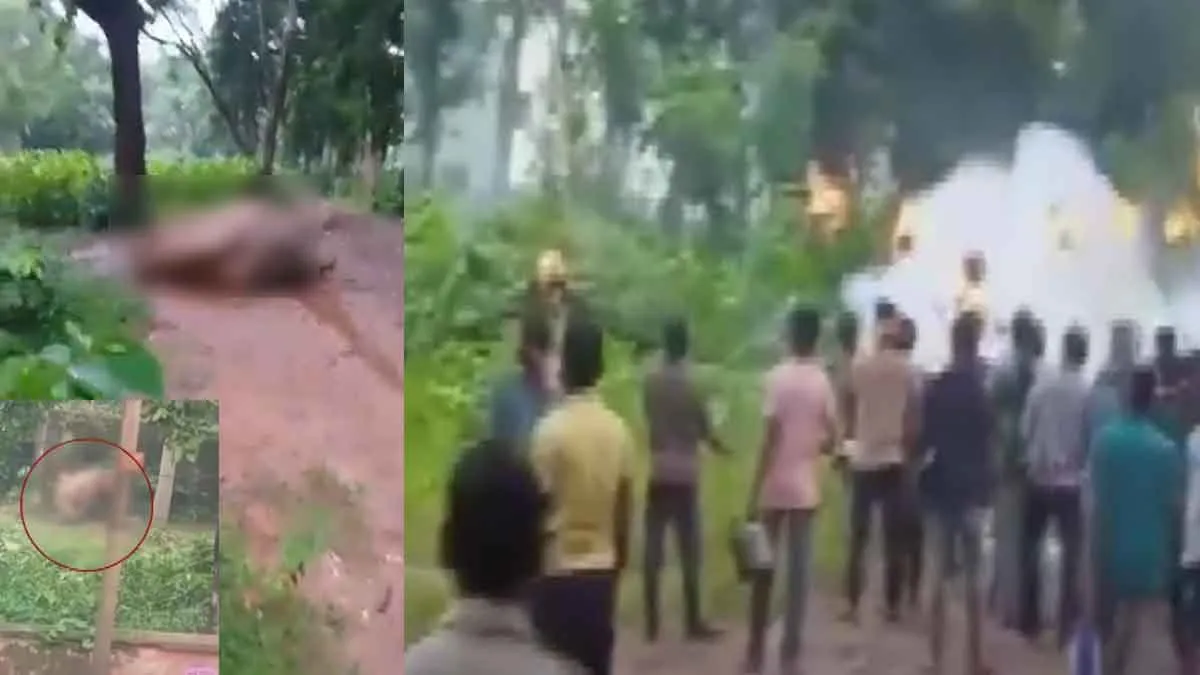  'Elephant on fire' - merciless attack