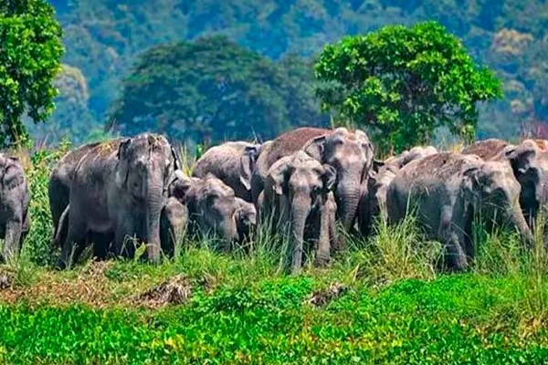 Elephants invading after harvesting; Forest department alert