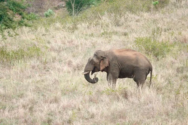 Elderly couple loss their live after being attacked by a wild elephant