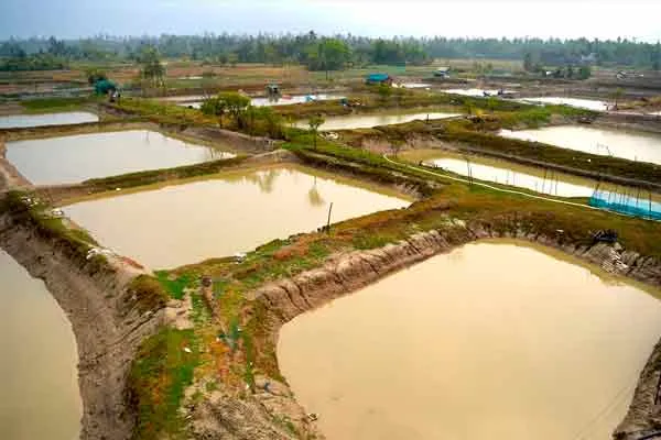Check for 134 shrimp farms; The court gave 6 weeks time