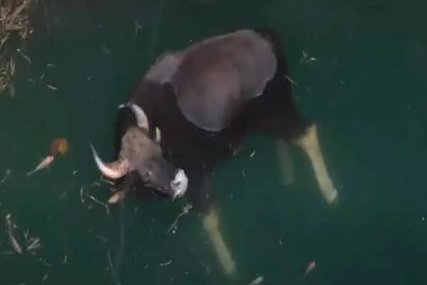An aggressive bison fell into a well; The forest department fought and saved