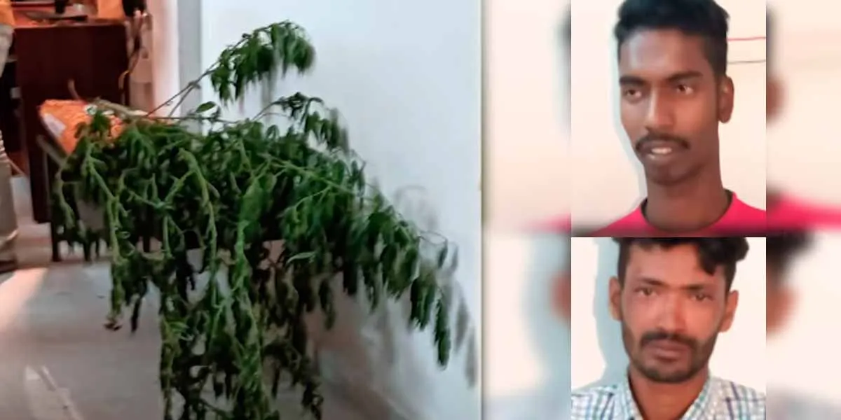 Cannabis Plant in Tirupur Poultry Farm; Arrest of North State youths