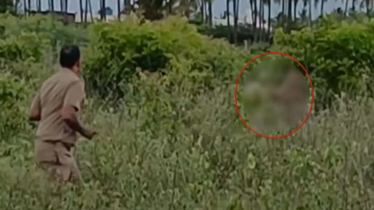 A leopard attacked a forest guard