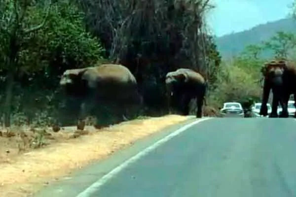 Herd of elephants wandering in search of water - forest department warns motorists