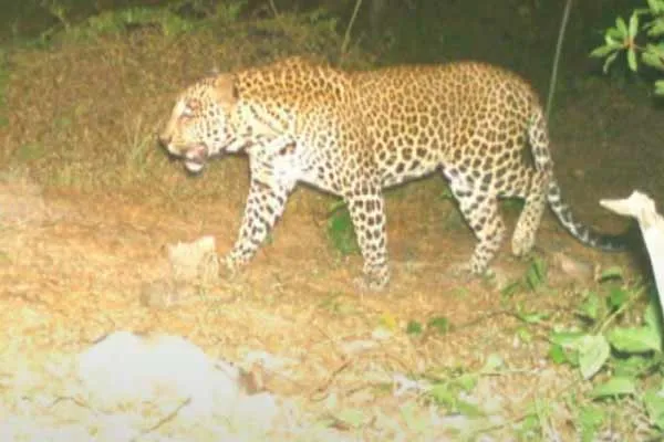 Leopard showing performance for fifth day; cage structure at 7 places