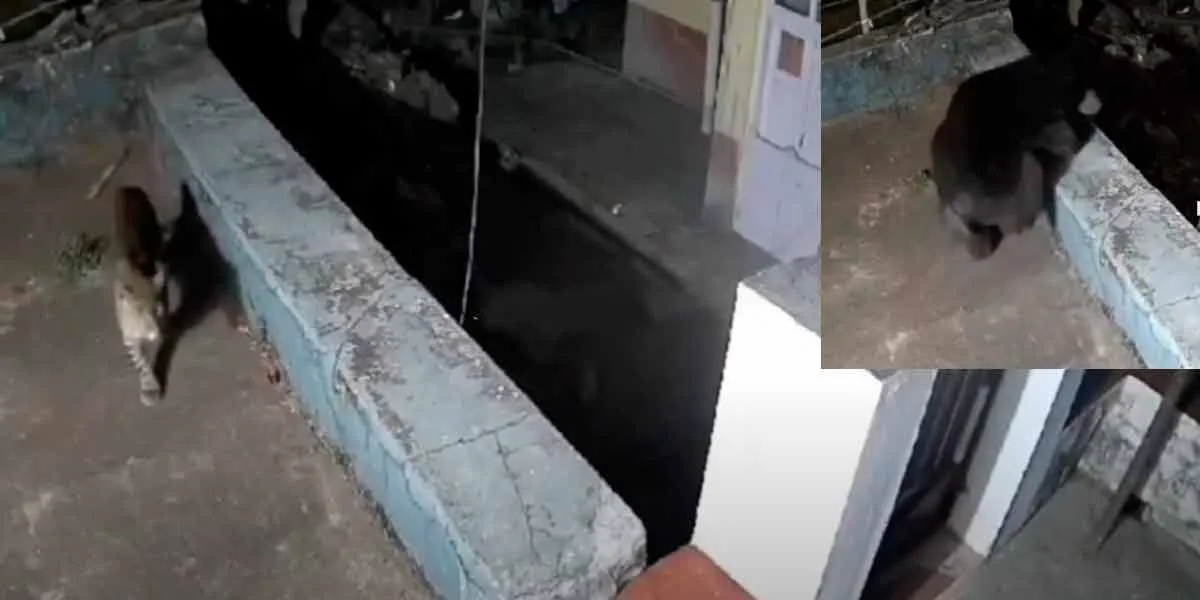 The leopard that first showed its head; The bear that came immediately; A viral video