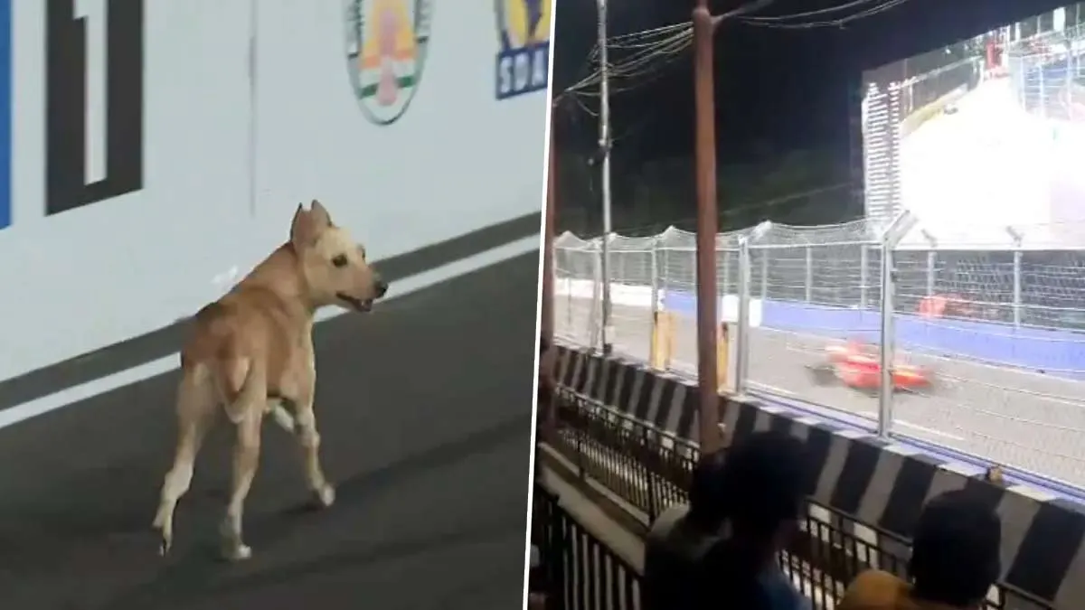 nuisance dogs; Corporation employees who throw nets