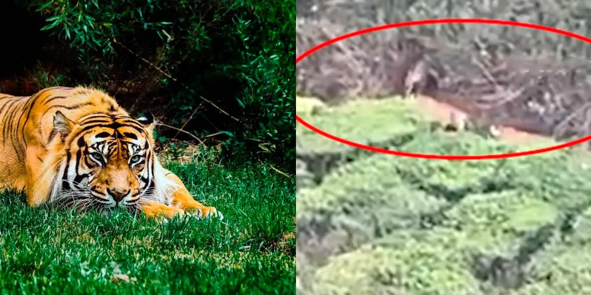  Invading Tigers; Munnar in the observation ring