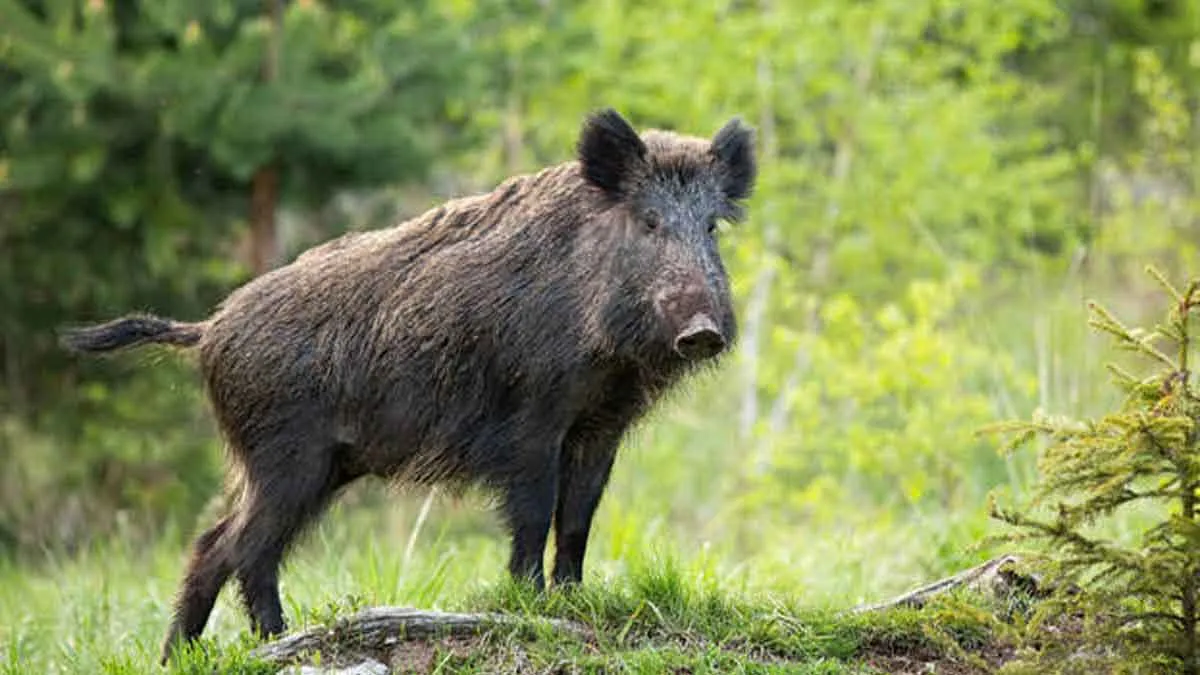  'An Acre of Cabbage Ruined' - Farmer Distraught by Wild Boar