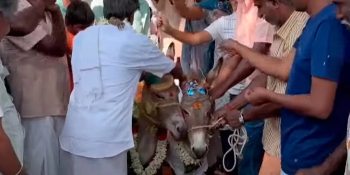 scorching summer sun; Villagers married to donkeys