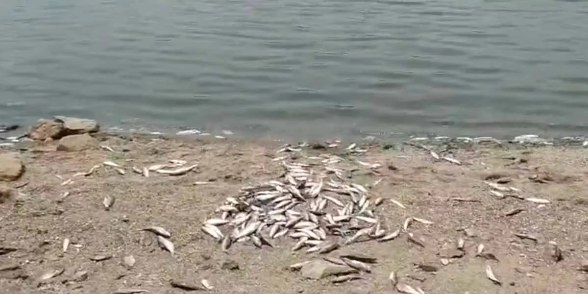 Dead floating fish; Shock in Mettur