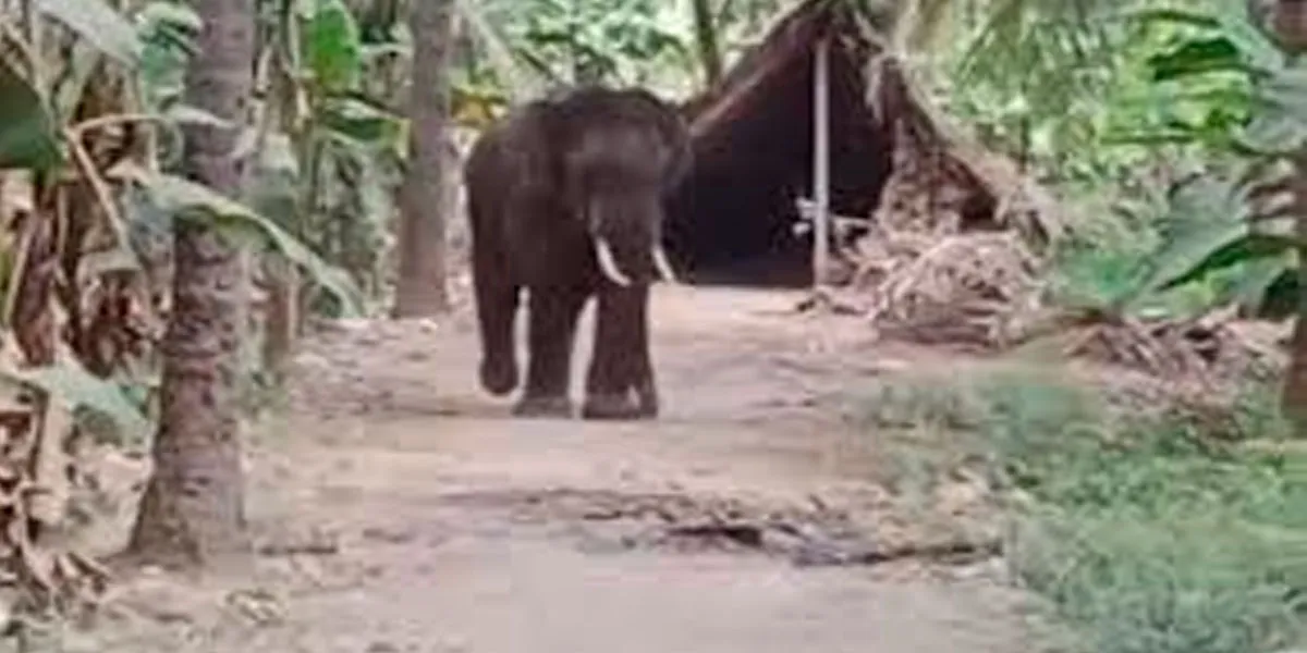 A single elephant entered the town; the forest department fought for 10 hours to chase it away