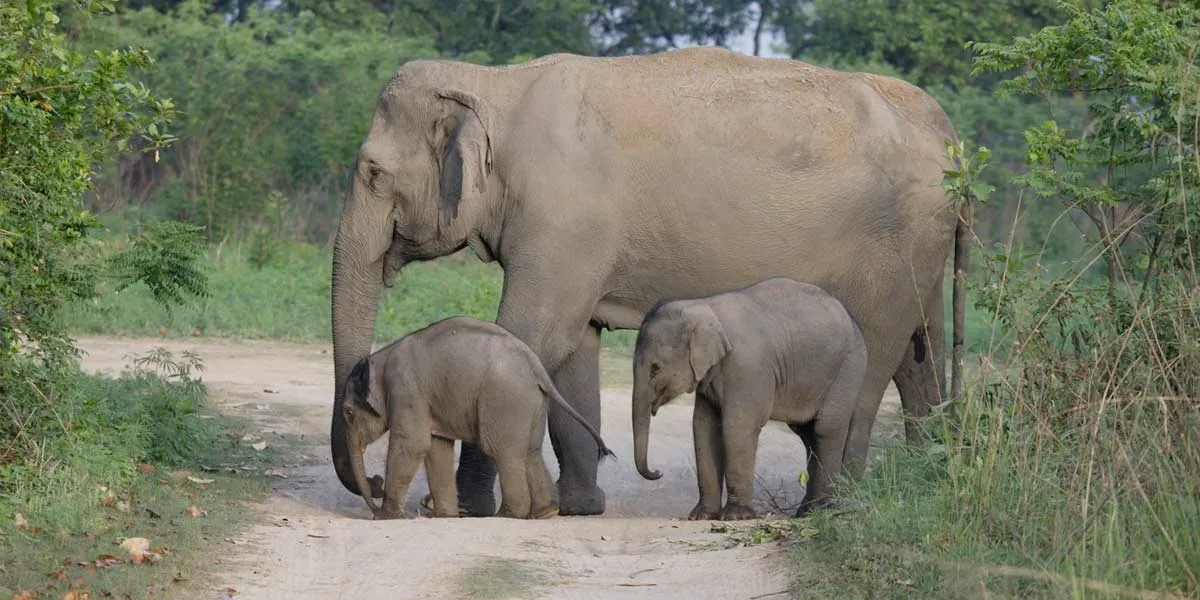 Census of elephants started in Sathyamangalam 