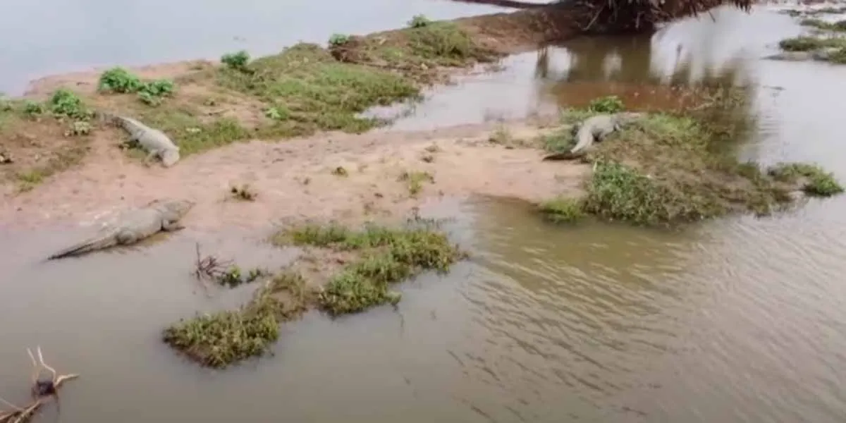 Crocodiles everywhere; A viral video