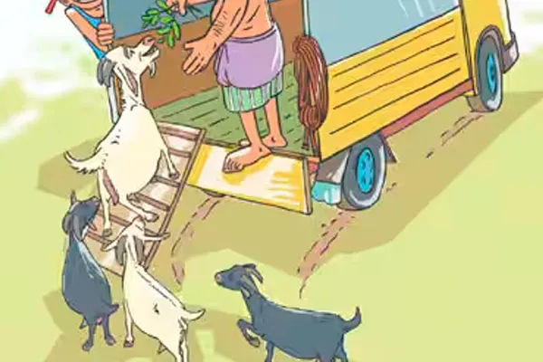  Farmers are afraid of gangs who keep stealing goats