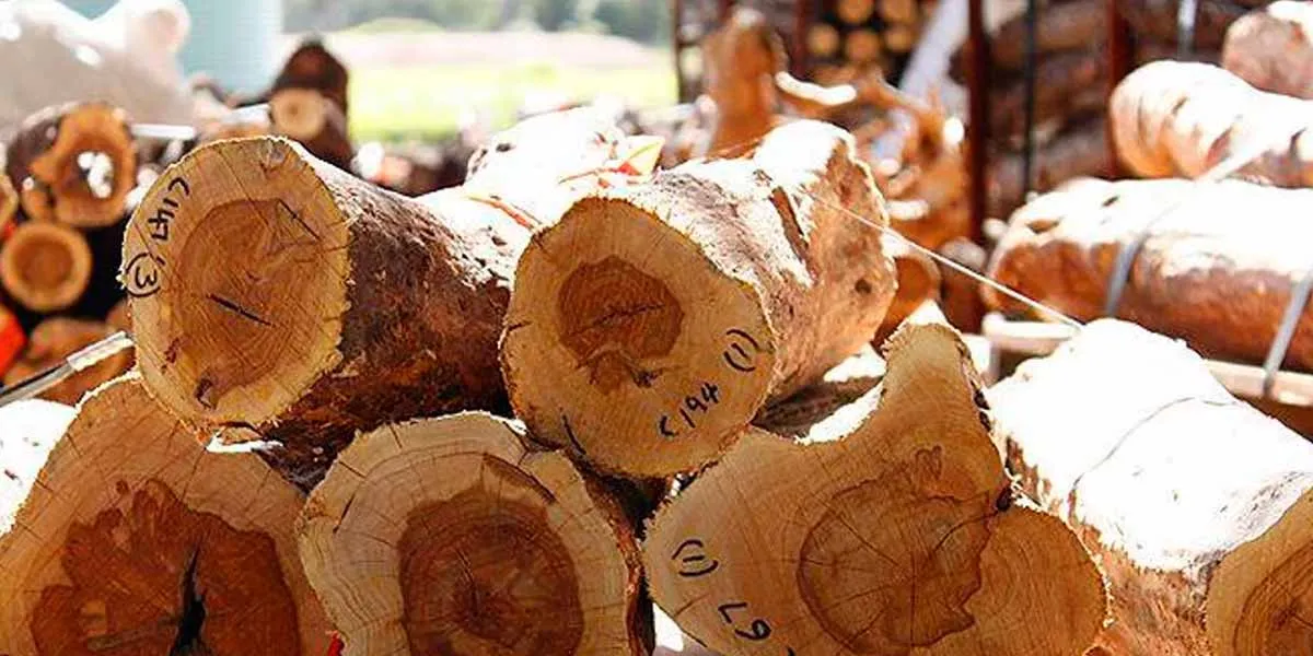 Sandalwood hoarding at home; The old man was arrested