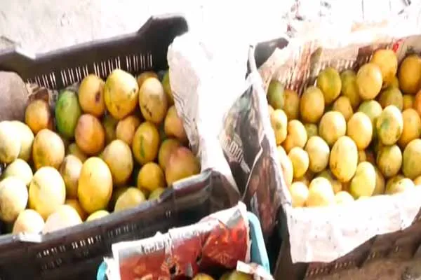  Chemical mangoes?-Officials raid