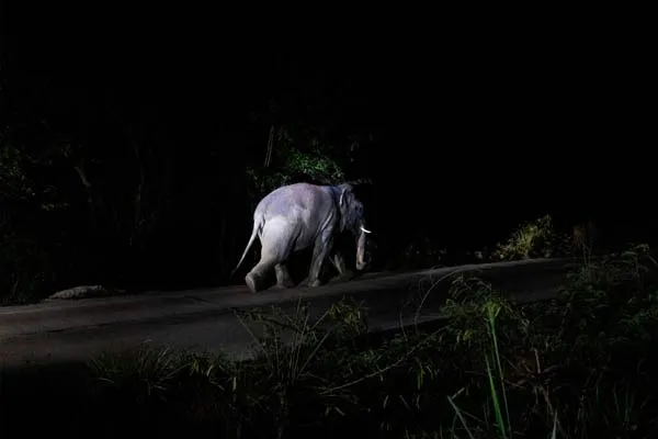 An elephant trampled a sleeping laborer to death at Sathyamangalam