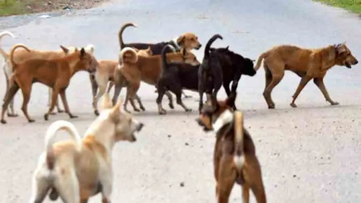 Stray dogs biting 6 sheep; The villagers are shocked