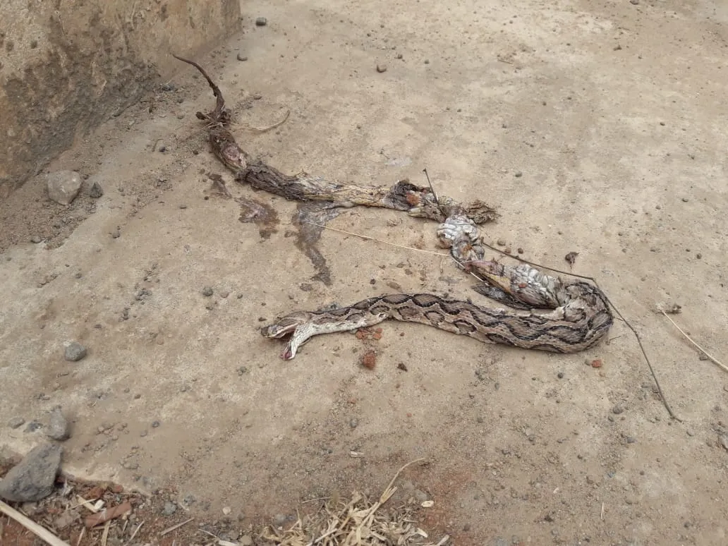 snake 