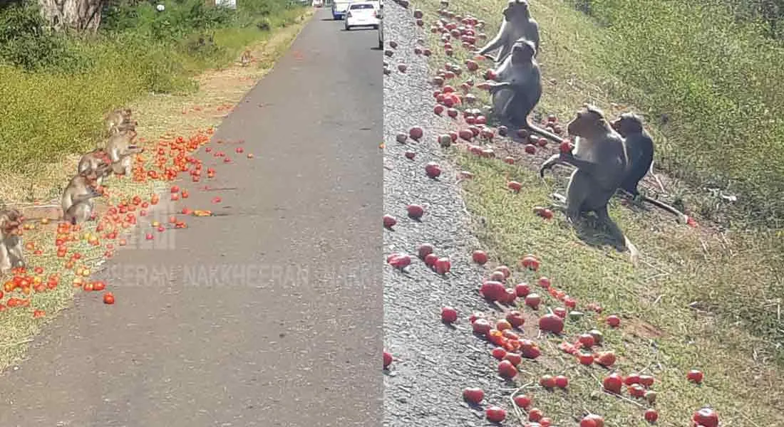  Tomatoes eating monkeys ... farmers in priceless agony!