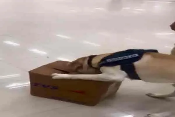 chennai international airport issue oreo dog viral 