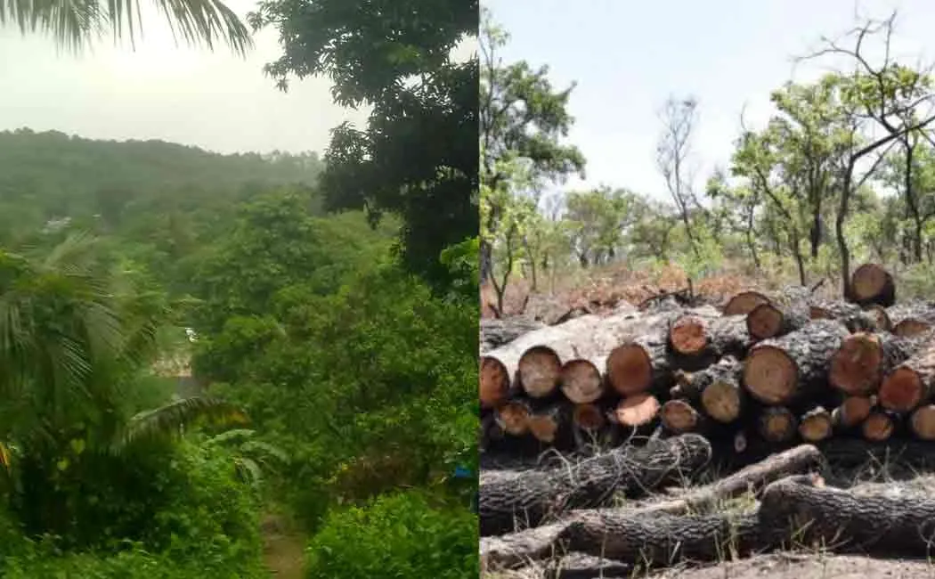 people protest for aarey forest 