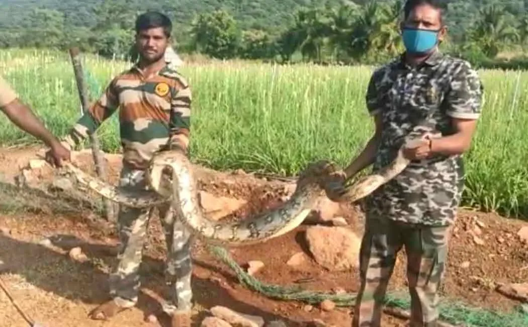 12-foot-long snake favorite foresters!