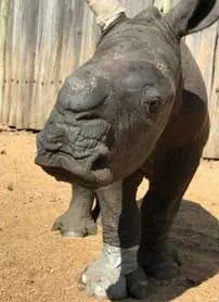 rhino 