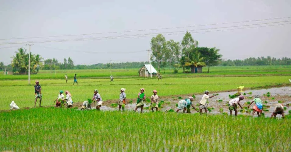 agriculture 