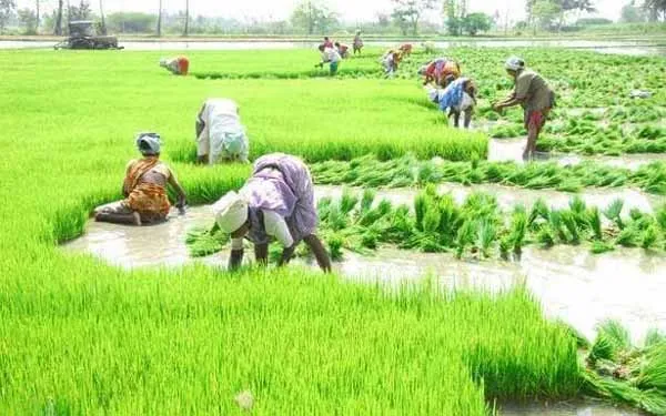 agriculture