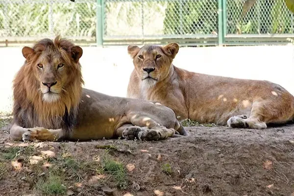 New names given to lions on 'Akbar - Sita' Controversy