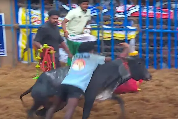 Alankanallur Jallikattu Completed on pongal 