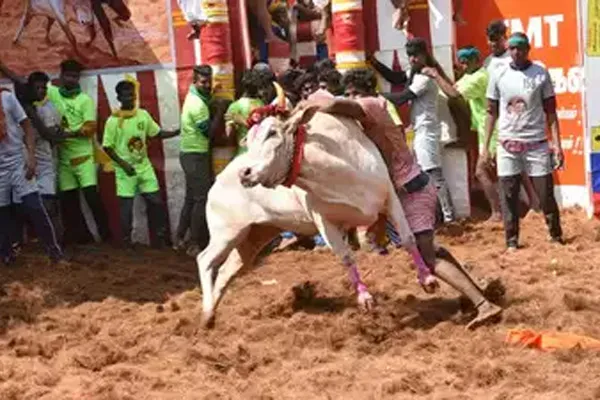 Alankanallur jallikattu started