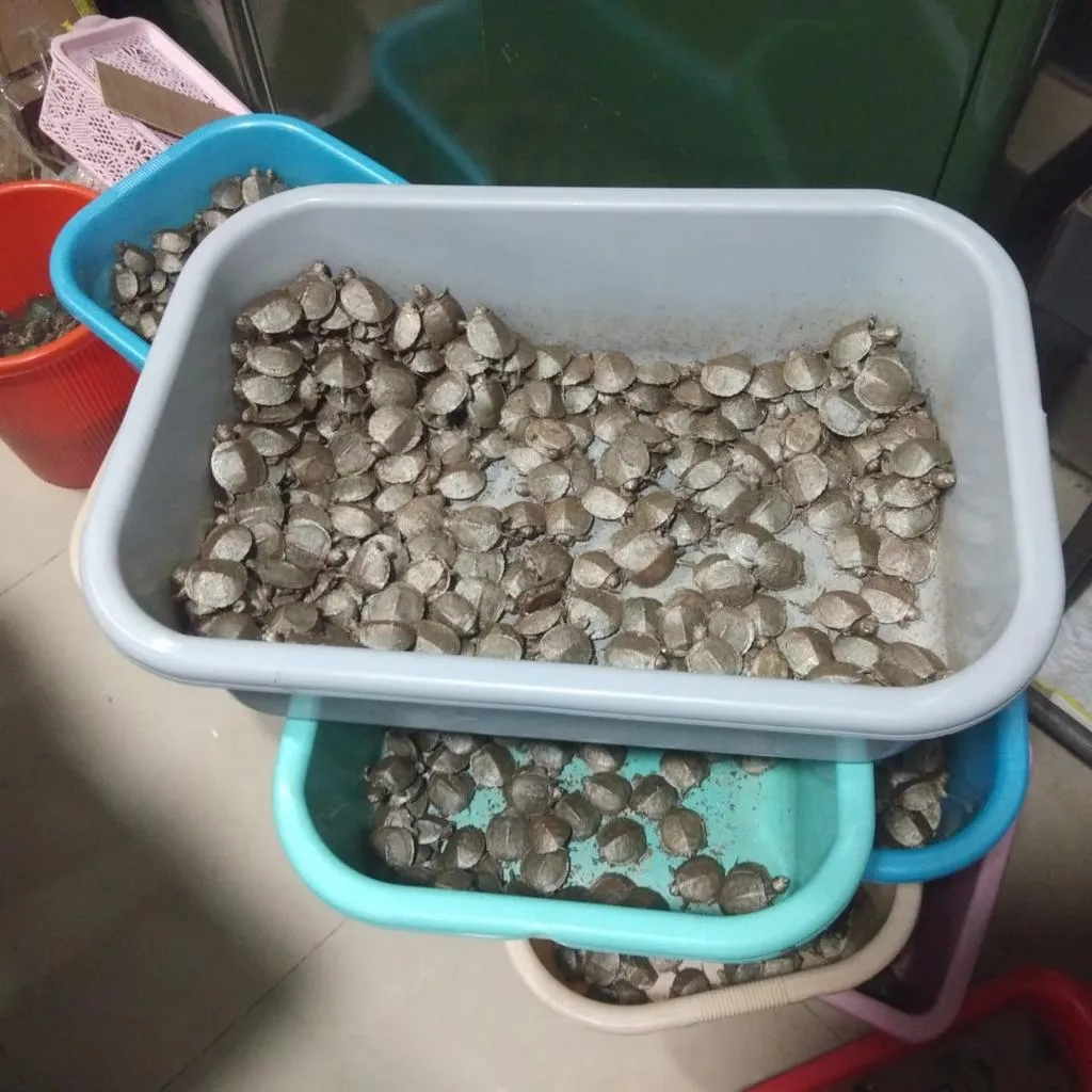 Turtles transported by plane!