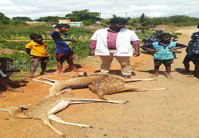 nellai district Hunting dogs bite pregnant deer