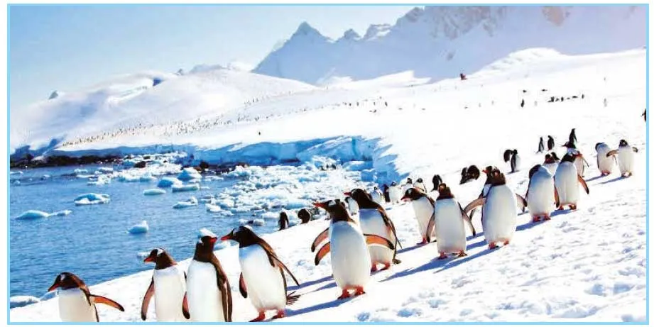 pingueon