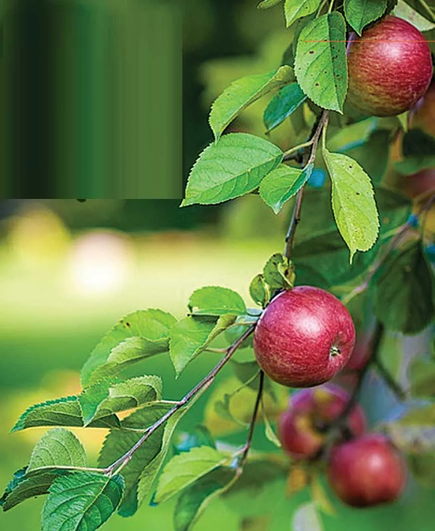 aa