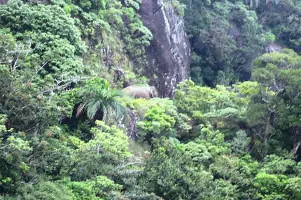 elephant arisi komban action fear manjolai people  