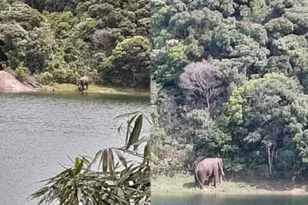 elephant arisi komban action fear manjolai people  
