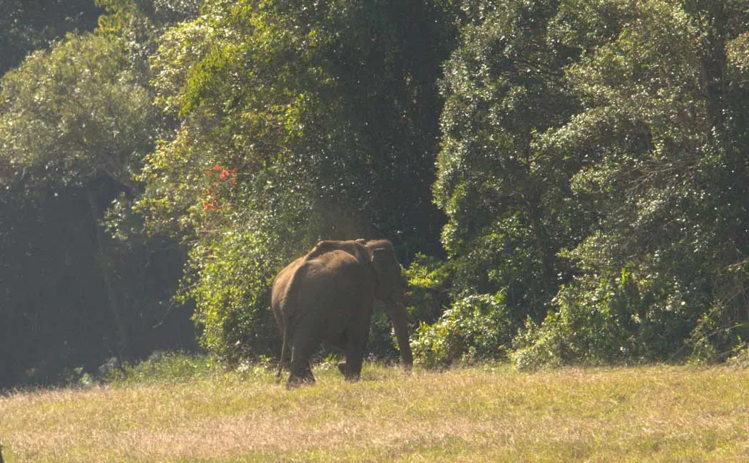 Arisikkomban elephant is healthy Forest Department
