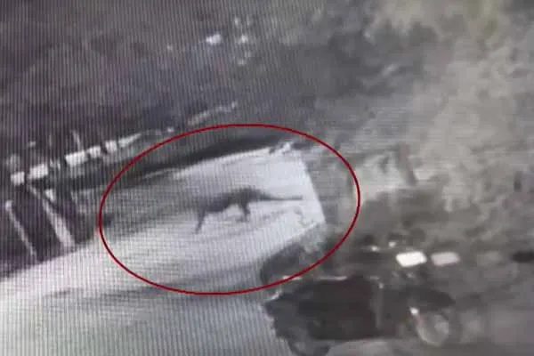 Leopard movement near Ariyalur; Forest department in confusion