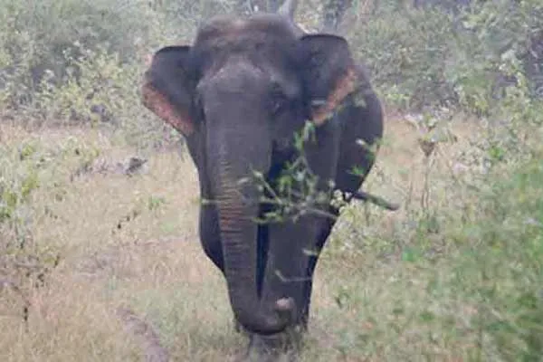 Kumki suppressed the threatened Magna villagers happy