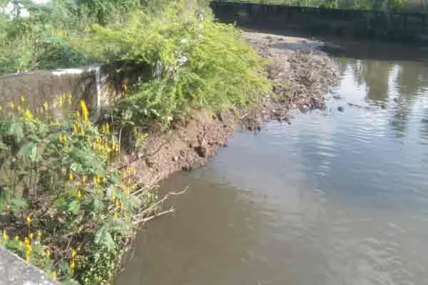 crocodiles strolling irrigation way farmers and public panic 
